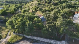 800 yıllık 'Menengiç ağacı' zamana direniyor