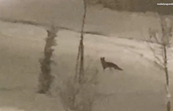 Aç kalan tilki şehir merkezine indi