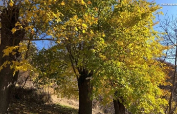 Arapgir'de sonbahar doğal güzelliğiyle görenleri hayran bıraktırıyor