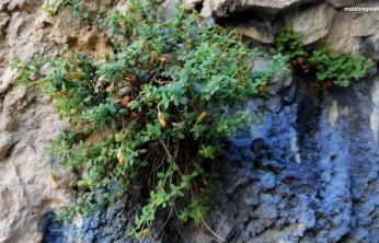 Endemik Malatya kantaronu, kimyasal olarak sarı kantarondan daha zengin çıktı