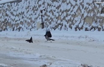 İlçe beyaza büründü, aç kalan kargalar sokaklara indi