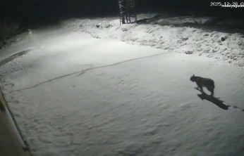 Malatya'da 'vaşak görüntülendi