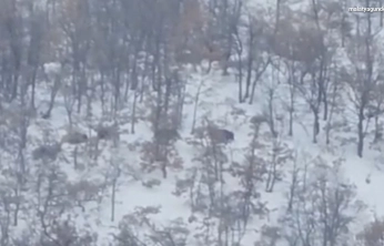 Malatya'da aç kalan domuz ve kurtlar, yerleşim yerlerine indi