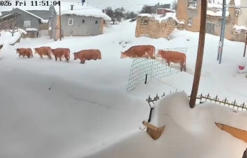 Malatya'da büyükbaş hayvanların karla mücadelesi görüntülendi