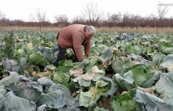 Malatya'da çiftçiler alternatif ürünlerle zararlarını telefi ediyor