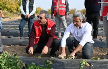 Malatya'da çilek yetiştiriciliğinde hibe destekli proje başladı