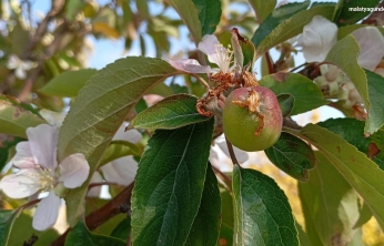 Malatya'da elma ağacı çiçek açıp meyve verdi