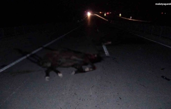 Milyonluk yarış atları karayolunda telef oldu