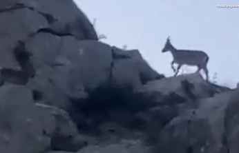 Malatya'da yaban keçileri görüntülendi