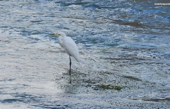 Tohma Çayı'nı mesken tutan balıkçıl kuşu ilgi görüyor