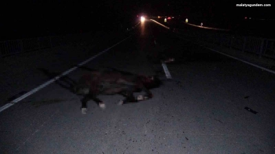 Milyonluk yarış atları karayolunda telef oldu