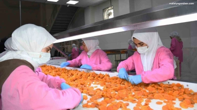 Kuru kayısıda 11 ayda 275 milyon dolar gelir elde edildi