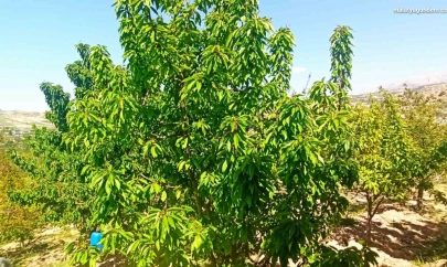 Zirai donun zarara yol açtığı Malatya'da kiraz yaprağı ümit oldu