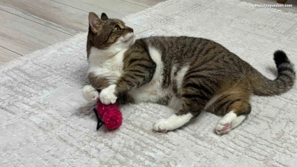 Uzmandan evcil hayvanlarda aşı uyarısı