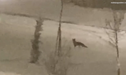 Aç kalan tilki şehir merkezine indi