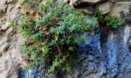 Endemik Malatya kantaronu, kimyasal olarak sarı kantarondan daha zengin çıktı