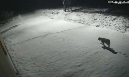 Nesli tükenmek üzere olan vaşak güvenlik kamerasına takıldı