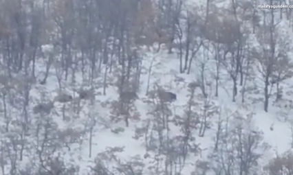 Malatya'da aç kalan domuz ve kurtlar, yerleşim yerlerine indi