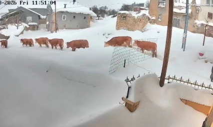 Malatya'da büyükbaş hayvanların karla mücadelesi görüntülendi