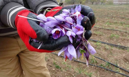 Gramı 600 TL olan safran yok satıyor