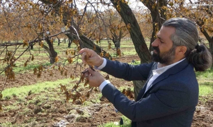 Zirai dondan etkilenen ağaçlar için uzmanlardan önemli uyarı