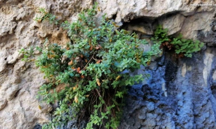 Malatya'ya özgü endemik bitki, sarı kantarondan daha etkili bulundu