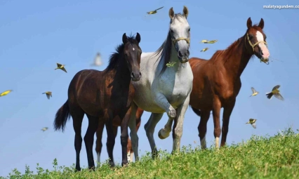 Milyonluk taylar görücüye çıkmaya hazırlanıyor