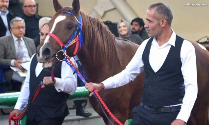 Sultansuyu'nun şampiyon tayları Veliefendi'de rekor fiyatlara satıldı