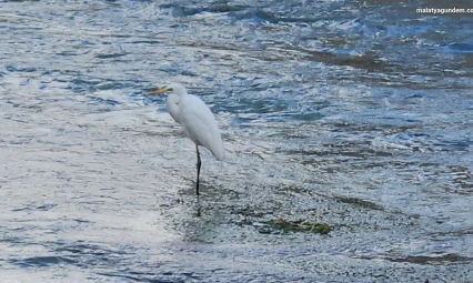 Tohma Çayı'nı mesken tutan balıkçıl kuşu ilgi görüyor