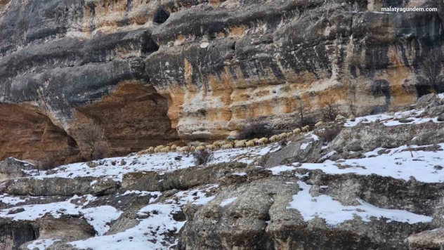 Bin 600 rakımda sürülerin yolculuğu