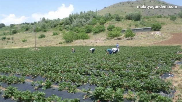 Kavurucu sıcakların Malatya'yı terk etmesi bekleniyor