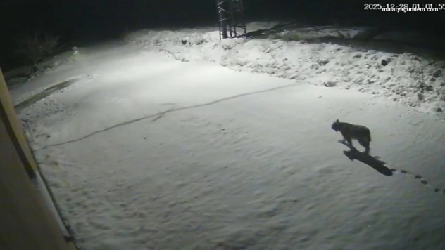 Nesli tükenmek üzere olan vaşak güvenlik kamerasına takıldı