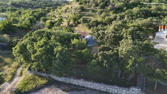 800 yıllık 'Menengiç ağacı' zamana direniyor