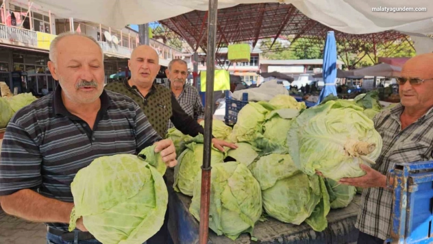 Gökyar lahanasında hasat zamanı