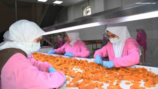 Kuru kayısıda 11 ayda 275 milyon dolar gelir elde edildi