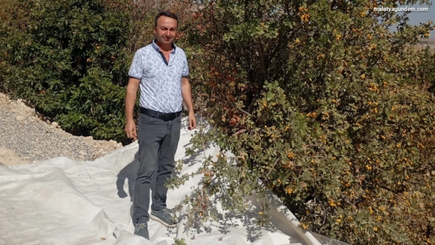 Malatya'da şifa deposu alıçta hasat devam ediyor