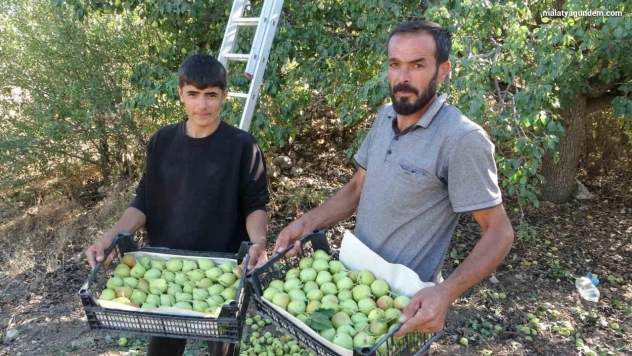 Tescilli Akçadağ armudunun kilosu 70 TL'den alıcı buluyor