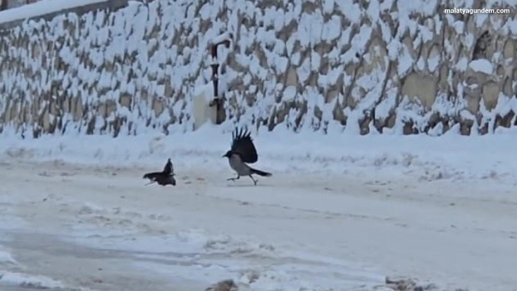 İlçe beyaza büründü, aç kalan kargalar sokaklara indi