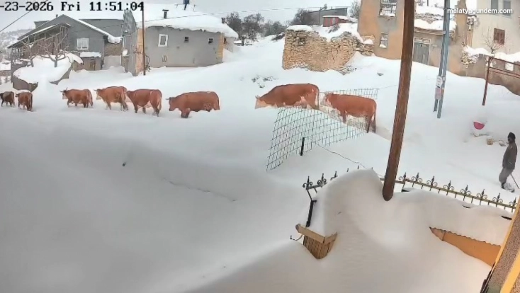 Malatya'da büyükbaş hayvanların karla mücadelesi görüntülendi