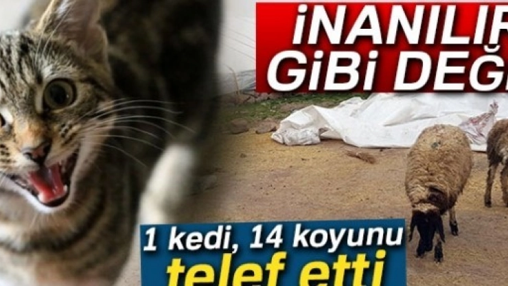 1 kedi, 14 Koyunu Telef Etti