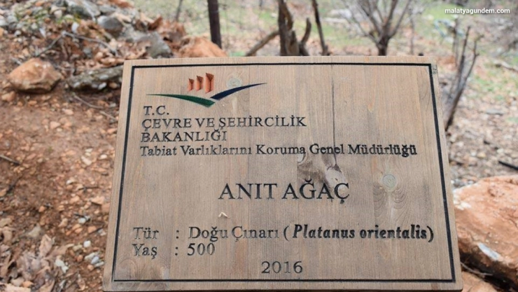 500 yıllık anıt ağacın levhasına sehven 100 yaşında olduğu yazıldı