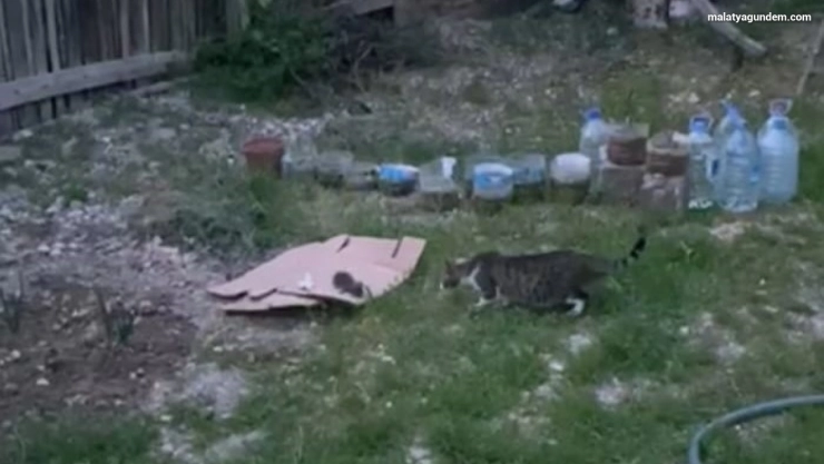 Ağaçta sıkışan yavru kedi kurtarıldı