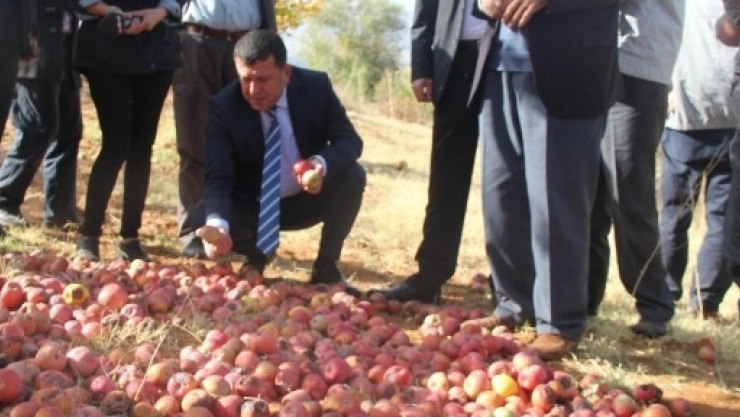 Ağbaba:Doğanşehirli Elma Üreticilerini Ziyaret Etti