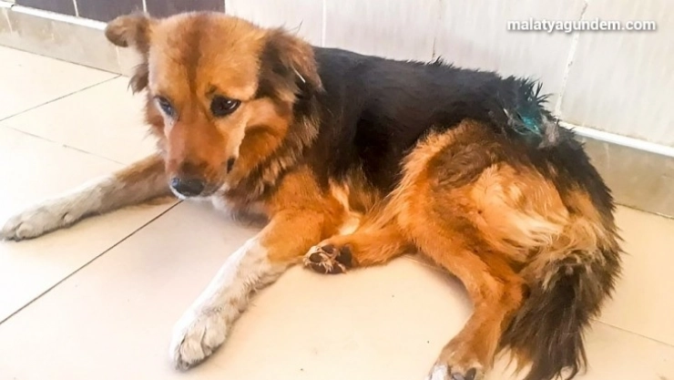 Alex sağlığına kavuştu yaşam alanına bırakıldı