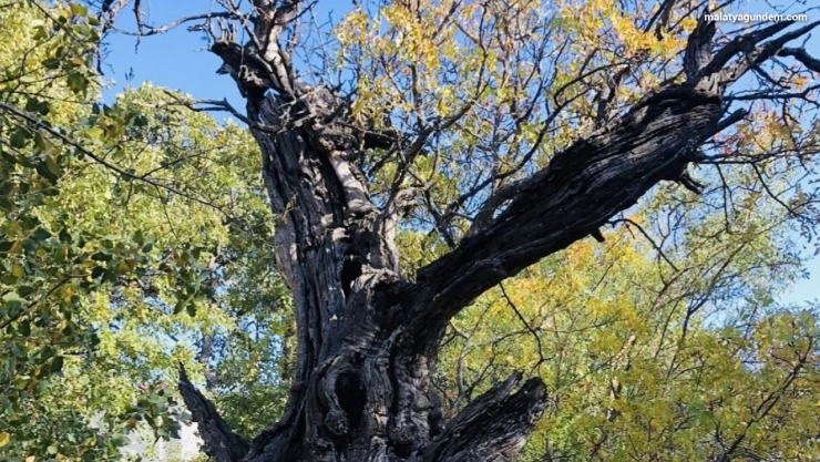 Arapgir'de 800 Yıllık Menengiç ağacı için tescil çalışması