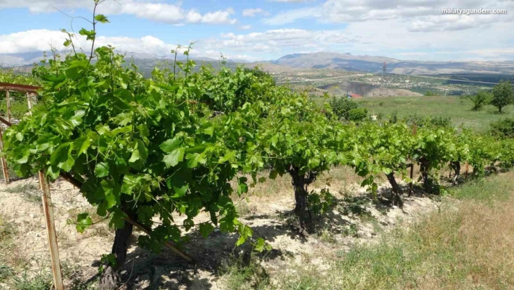 Arapgir'de bağlardan üzüm değil, yaprak toplanıyor