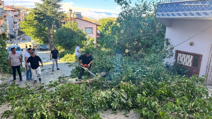 Arapgir'de fırtına ağaçları devirdi