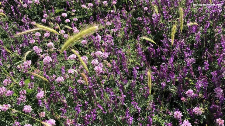 Arapgir kırsalında renk cümbüşü