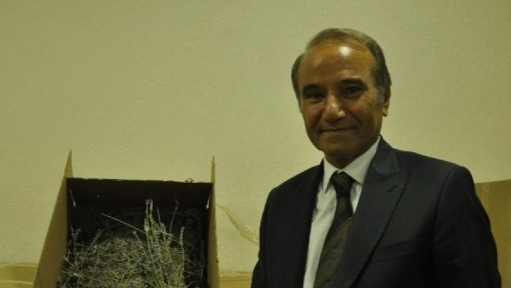 Arguvan Da Lavanta  Hasadı Başladı