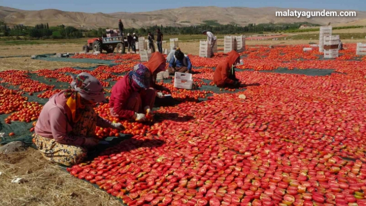 Avrupa'nın kuru domatesi Malatya'dan